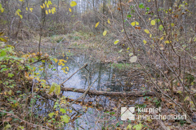 Działka 1,61 ha w lesie z altaną i oczkiem wodnym