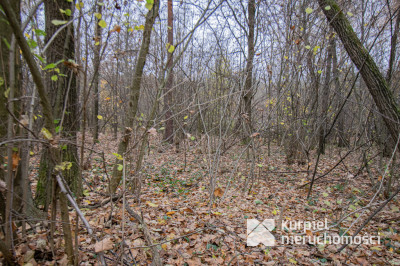 Działka 1,61 ha w lesie z altaną i oczkiem wodnym