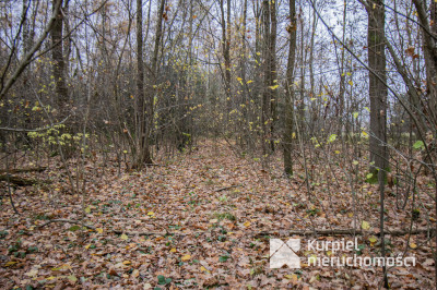 Działka 1,61 ha w lesie z altaną i oczkiem wodnym