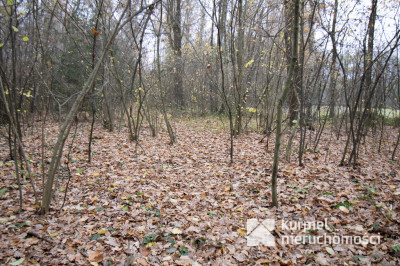 Działka 1,61 ha w lesie z altaną i oczkiem wodnym