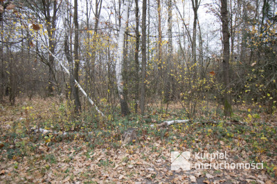 Działka 1,61 ha w lesie z altaną i oczkiem wodnym