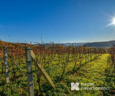 Dom w SSZ + winnica | Pod wynajem lub prywatnie