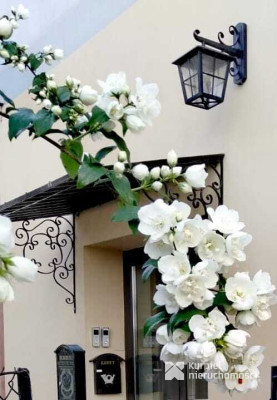 Piękna połowa Kamienicy /Przemyśl/